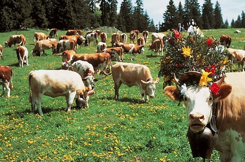 Geneva: Gruyères Tour with Chocolate, Cheese & Golden Train - Return Journey and Overall Pacing