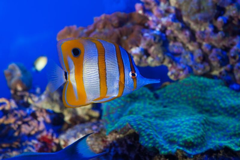 Genoa: Aquarium and FantaCinema Combined Ticket - Accessibility and Physical Requirements