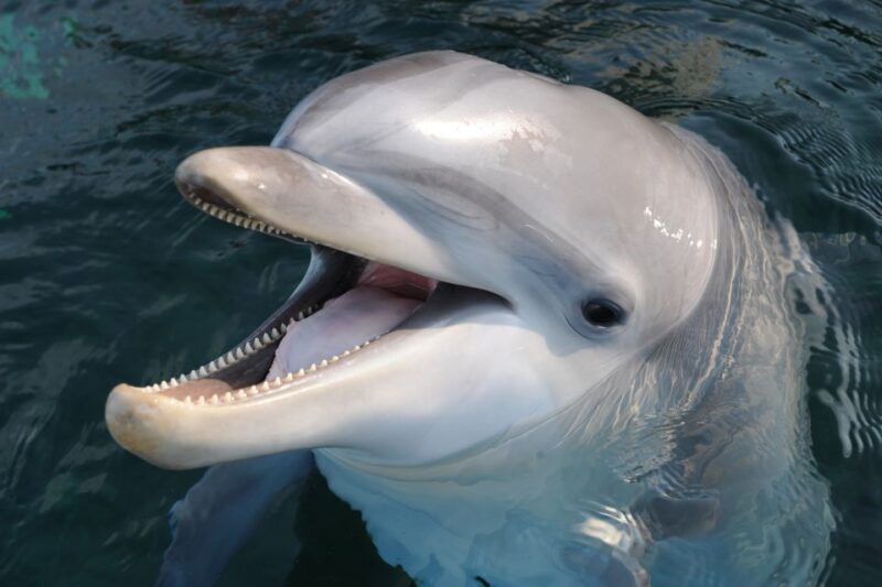 Genoa: Aquarium of Genoa & City of Children and Youth Ticket - Explore Genoa’s Best for Families: Aquarium & Children’s Museum Combo