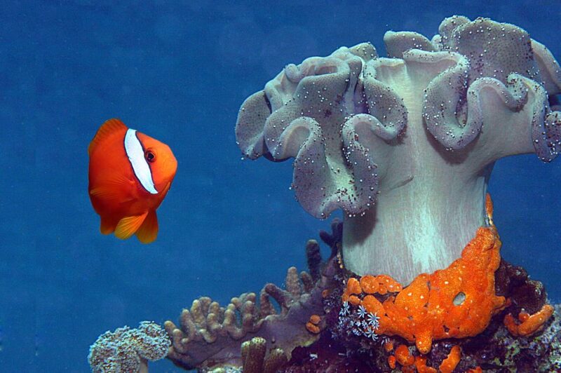 Genoa: Aquarium of Genoa & City of Children and Youth Ticket - Who Should Consider This Tour?