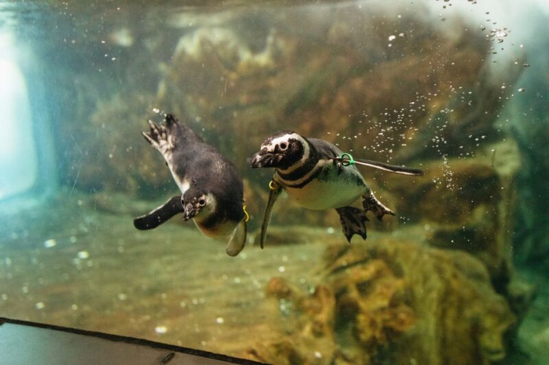 Genoa: Aquarium of Genoa Entry Ticket - Key Points