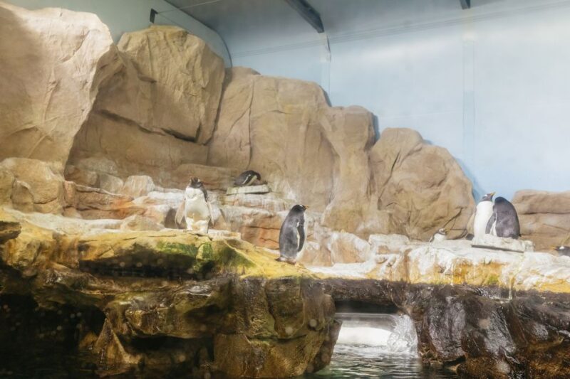 Genoa: Aquarium of Genoa Entry Ticket - Exploring the Antarctic Zone with Penguins and Seals