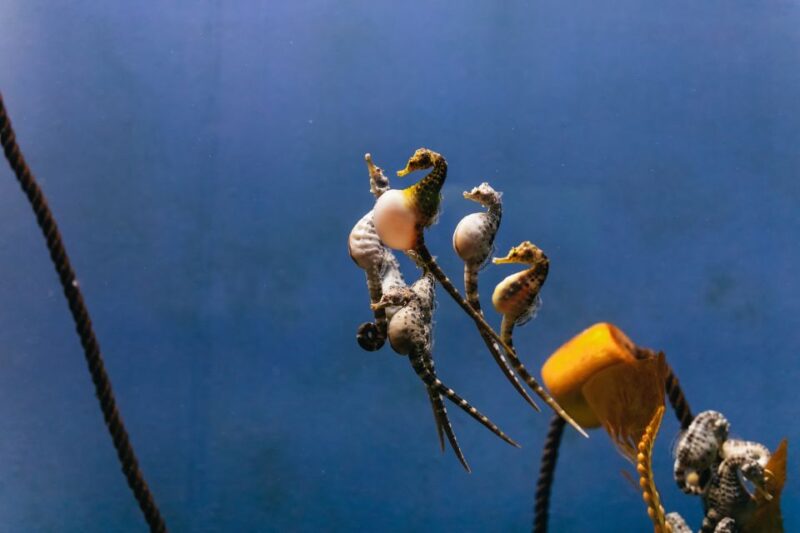 Genoa: Aquarium of Genoa Entry Ticket - The Cetacean Pavilion Designed by Renzo Piano