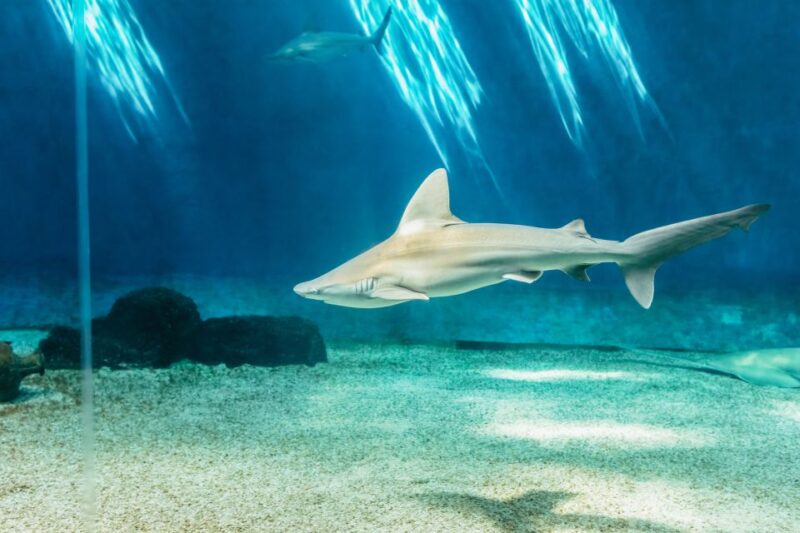 Genoa: Aquarium of Genoa Entry Ticket - The Marine Life from Coral Reefs and Jellyfish Exhibits