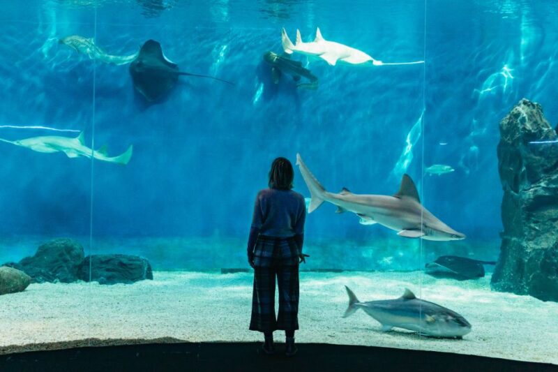 Genoa: Aquarium of Genoa with Lunch - Lunch at the Tender Café with Scenic Port Views