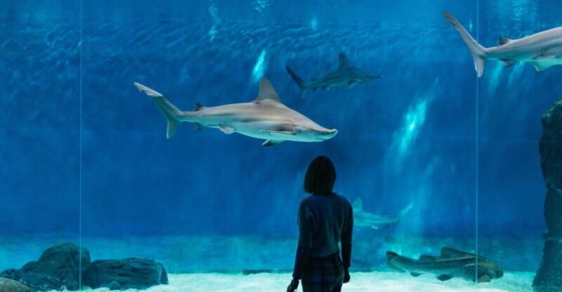 Genoa: Aquarium of Genoa with Lunch - Practical Details: Meeting Point and Accessibility