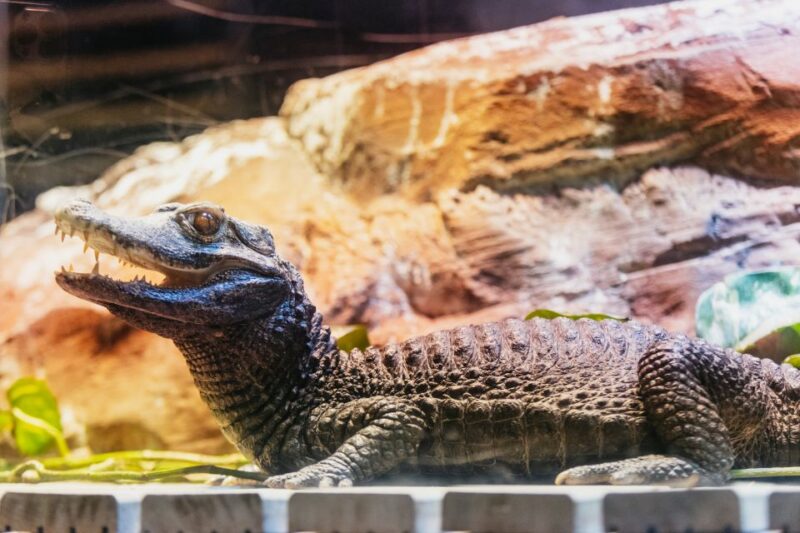 Genoa: Aquarium of Genoa with Lunch - What Sets This Experience Apart