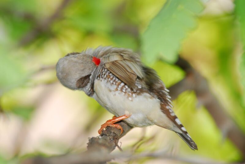 Genoa: Biosfera Entrance Ticket - How to Plan Your Visit and Flexibility Options