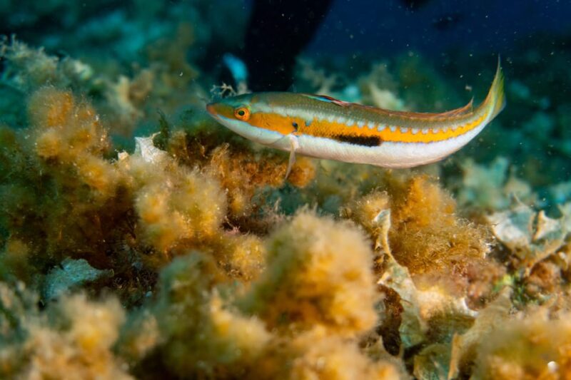 Genoa: snorkeling a stone's throw from downtown - The 15-Minute Safety Briefing and Gear Demonstration