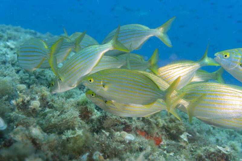 Genoa: Snorkeling tour along the Genoa coastline - Key Points