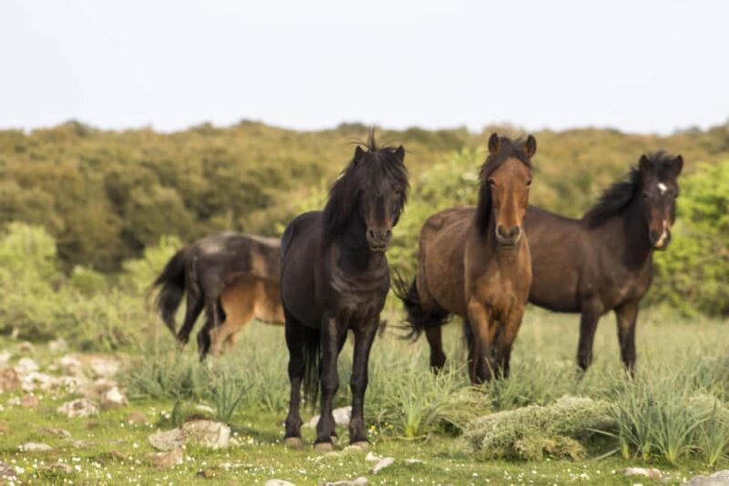 Genoni Museum and Giara Combined ticket - Discovering Sardinia’s Geology at PARC Museum