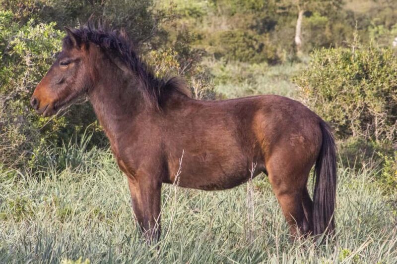 Genoni Museum and Giara Combined ticket - Hiking in Giara Park: Search for Wild Horses