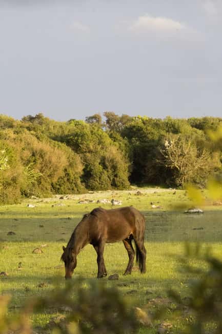 Genoni Museum and Giara Combined ticket - Practical Tips for the Experience