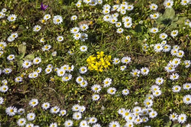 Genoni Museum and Giara Combined ticket - Who Should Consider This Tour