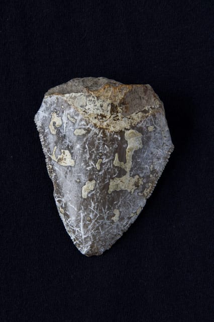 Genoni: PARC Museum Entry Ticket - Key Points