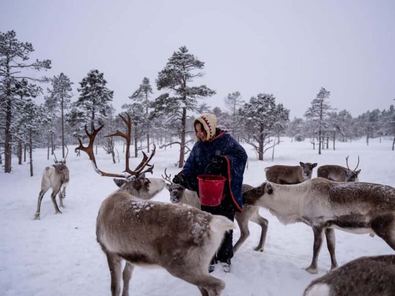 Gentle Snowshoeing & Reindeer Herd Visit w/ Lunch - Enjoy a Traditional Sami Lunch Inside a Lavvu