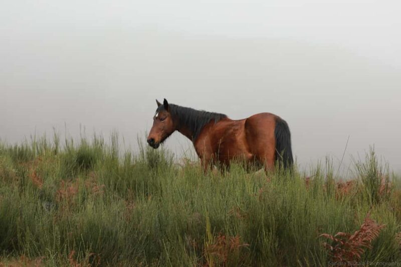 Gerês: Serra da Cabreira 4x4 Tour with Waterfalls & Villages - Start of the Adventure at GLAMTOURS Meeting Point