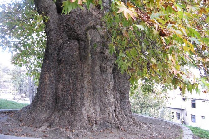 German village in Georgia (Elisabethal) & Wine tasting - Key Points