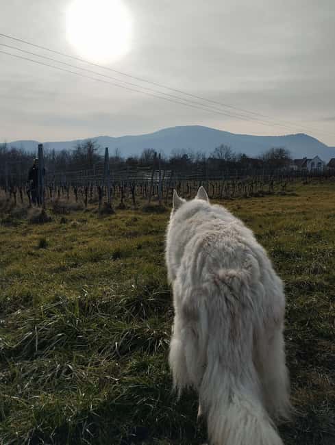 Gertwiller: Wine tasting and winemaker's snack - Comparing with Similar Experiences