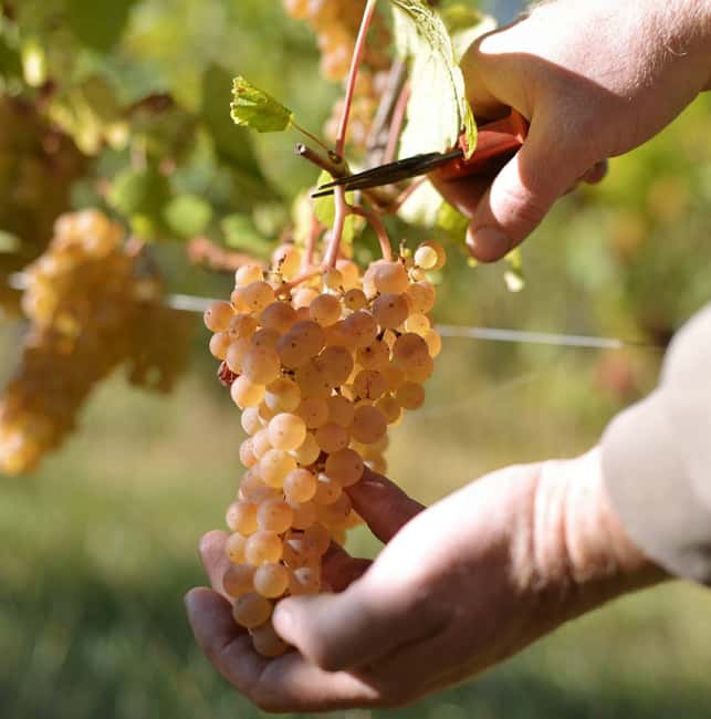 Gertwiller: Wine tasting and winemaker's snack - Why Choose the Gertwiller Wine Tasting Tour?