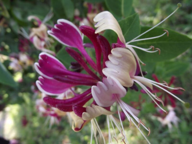 Get to know South Moravia with us. 6 hour tour. - Discovering Moravian Karst and Its Unique Caves