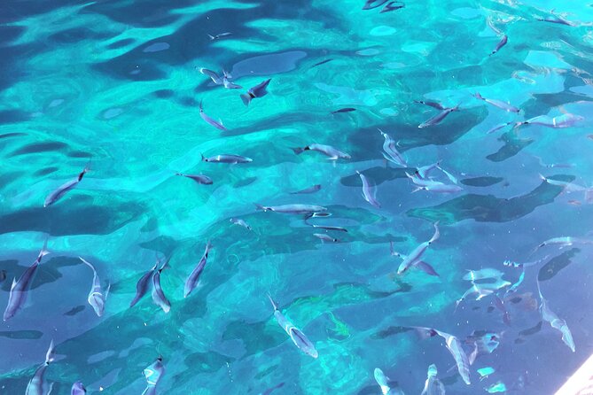 Getaway to the Calanques of Piana de Cargèse in a small group - The Coveted Views of the Calanques de Piana