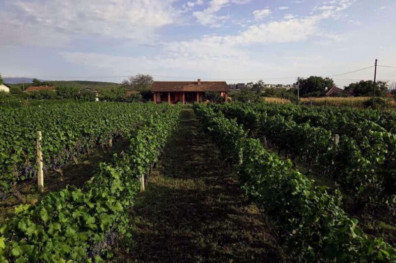 Gevgelija: Jostela Winery Wine Tasting Tour - Discover the Charm of Jostela Winerys Wine Tasting Tour