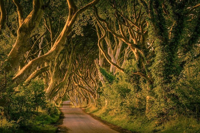 Giant Causeway, Dark Hedges & Whiskey Distillery tour from Dublin - The Dark Hedges: Irelands Iconic Tree-Lined Avenue
