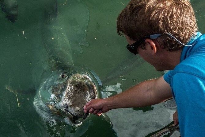 Giant Tarpon Fish Feeding Experience in Bayside Marketplace - How the Tarpon Feeding Experience Is Conducted in Bayside Marketplace