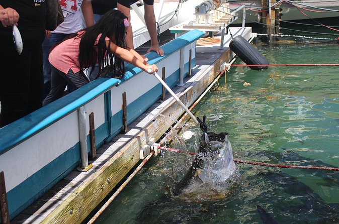 Giant Tarpon Fish Feeding Experience in Bayside Marketplace - The Unique Opportunity to Get Hands-On with Tarpon