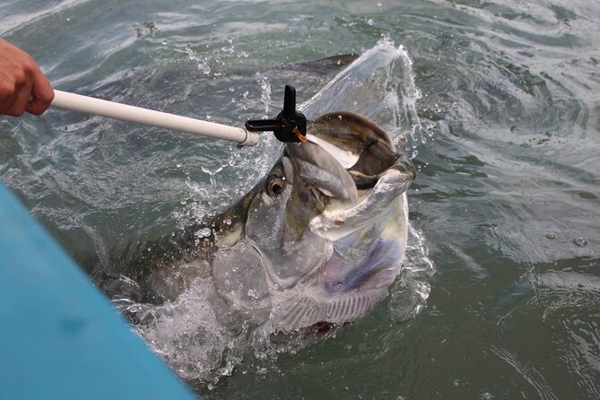 Giant Tarpon Fish Feeding Experience in Bayside Marketplace - Why This Tarpon Feeding Tour Offers Good Value