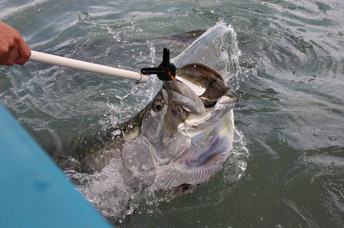 Giant Tarpon Fish Feeding Experience in Bayside Marketplace - Limitations and Considerations for Participants