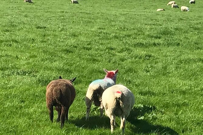 Giants Causeway & Antrim Coast Private Tour - View the Carrick A Rede Rope Bridge from a Distance
