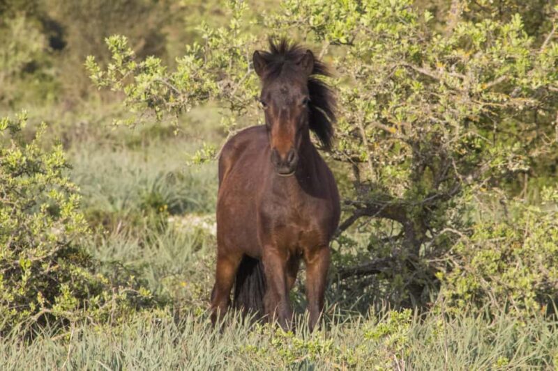 Giara hiking Tour - Key Points