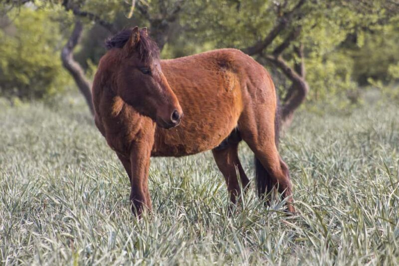 Giara hiking Tour - Starting Point and Transportation Details