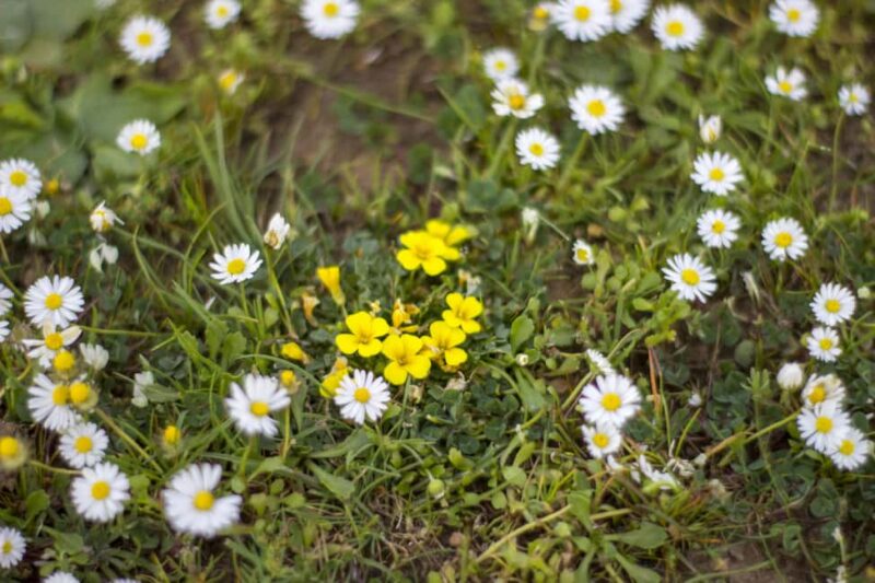 Giara hiking Tour - What the 3 km Guided Trek Entails