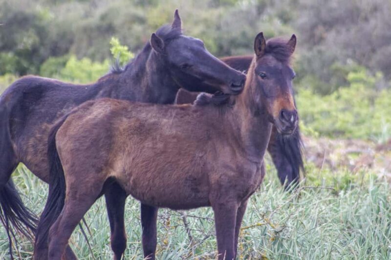 Giara hiking Tour - Spotting Wild Horses in Sardinia’s Landscape