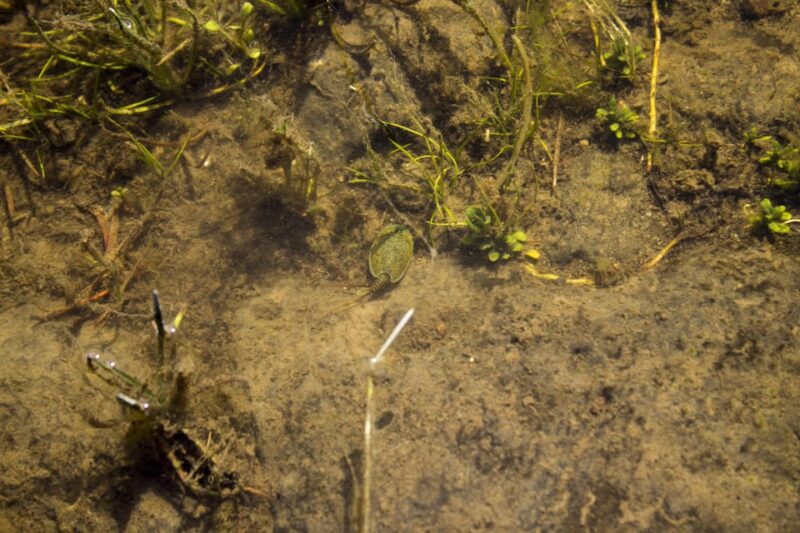 Giara hiking Tour - Practical Information and Tips for Participants