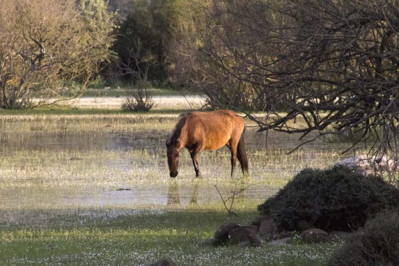 Giara hiking Tour - Uncover the Rich Natural Heritage of the Giara Park