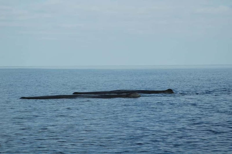 Giardini Naxos: Dolphin Catamaran Sunset Tour with Aperetif - Visiting the Caves and Blue Grotto