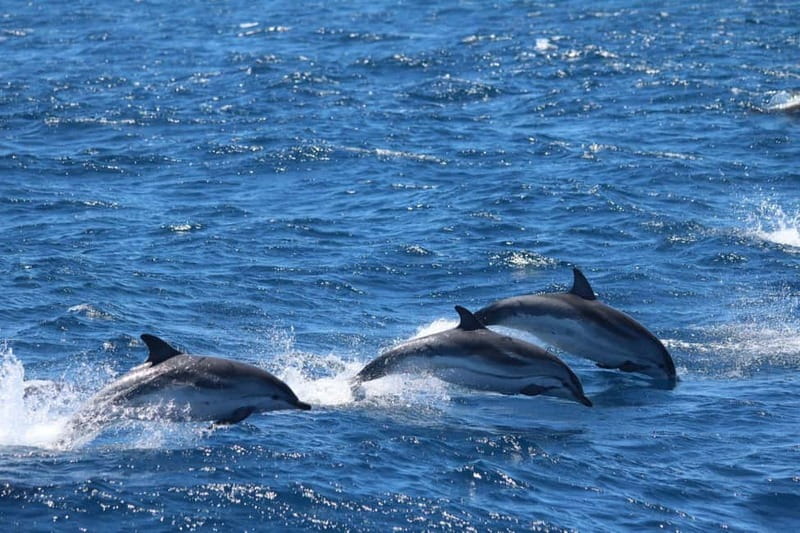 Giardini Naxos: Dolphin Catamaran Sunset Tour with Aperetif - Dolphin Watching: Spotting Mediterranean Cetaceans