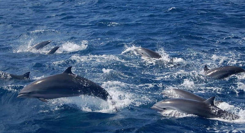 Giardini Naxos: Dolphin Catamaran Sunset Tour with Aperetif - The Final Return to Giardini Naxos