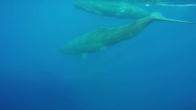 Giardini Naxos: Dolphin Catamaran Sunset Tour with Aperetif - Practical Details and Booking Options