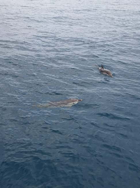 Giardini Naxos Taormina: Dolphin Watching Sunset Tour - Visiting Isola Bella and the Bay of Giardini Naxos