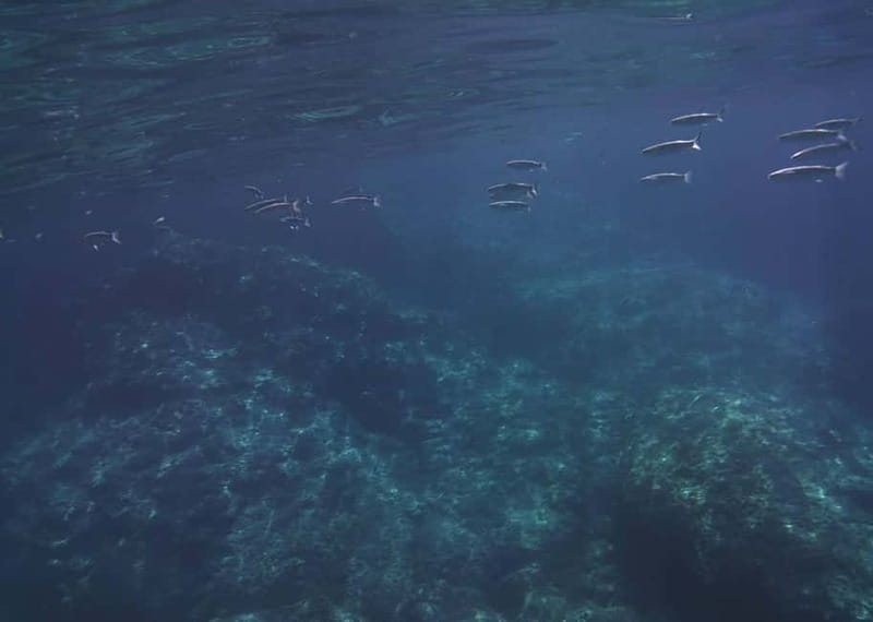 Giardini Naxos Taormina: Dolphin Watching Sunset Tour - Dolphin Watching and the Search for Marine Life