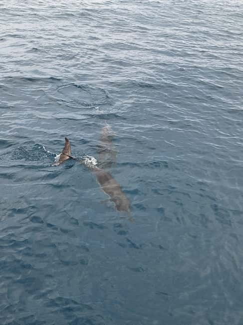 Giardini Naxos Taormina: Dolphin Watching Sunset Tour - The Crew and Guide Experience