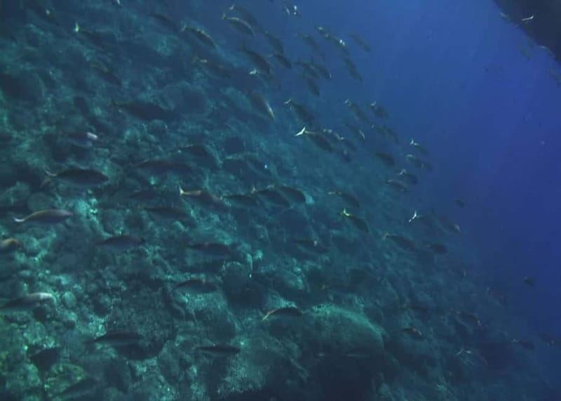 Giardini Naxos Taormina: Dolphin Watching Sunset Tour - Suitability and Practical Tips