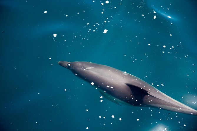 Gibraltar Dolphin Adventure - The Gibraltar Dolphin Adventure: A Scenic Boat Trip for Wildlife Lovers