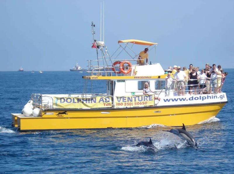 Gibraltar: Dolphin Watching Tour - Key Points