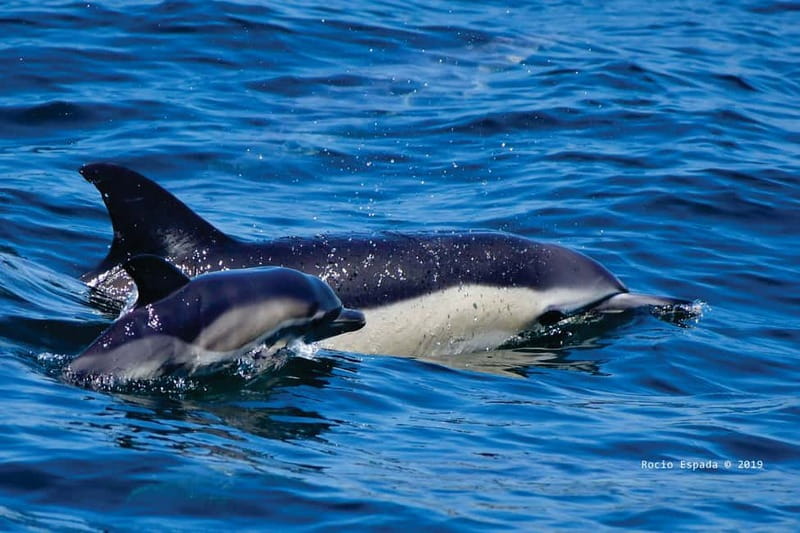 Gibraltar: Dolphin Watching Tour - Gibraltar’s Prime Dolphin Habitat and Marine Environment